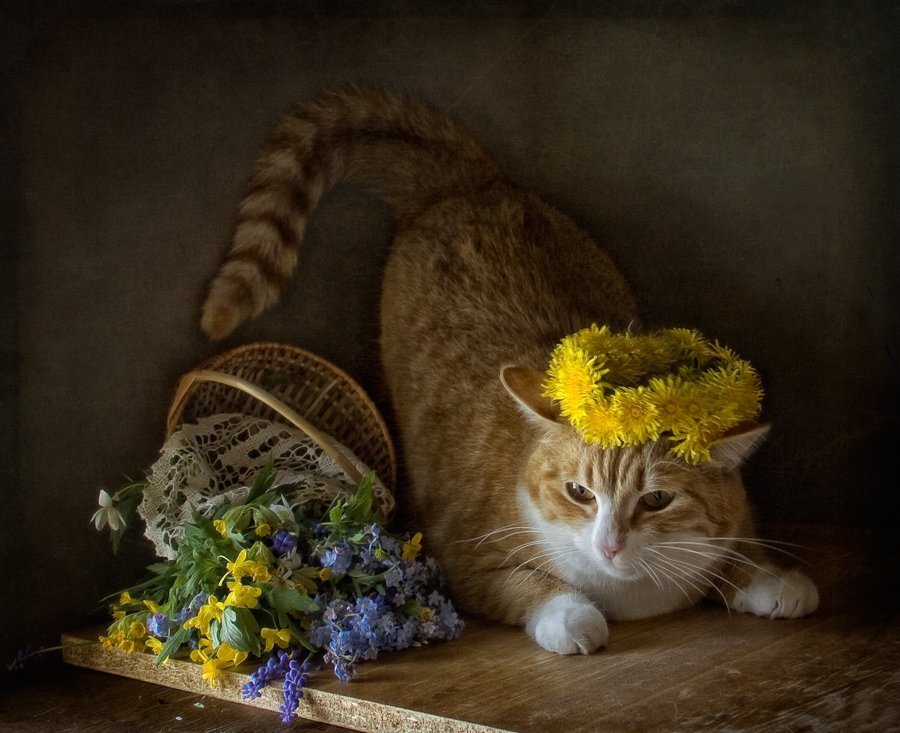 кошка, весна, одуванчики, El. G.