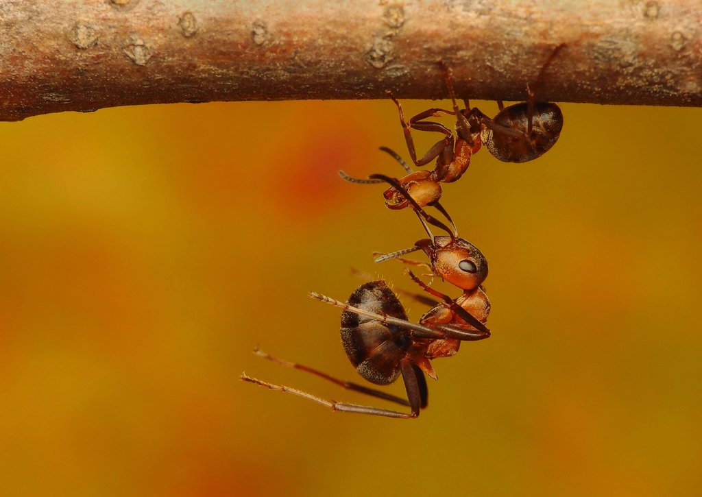 macro, insects, ants, Pawel Bieniewski