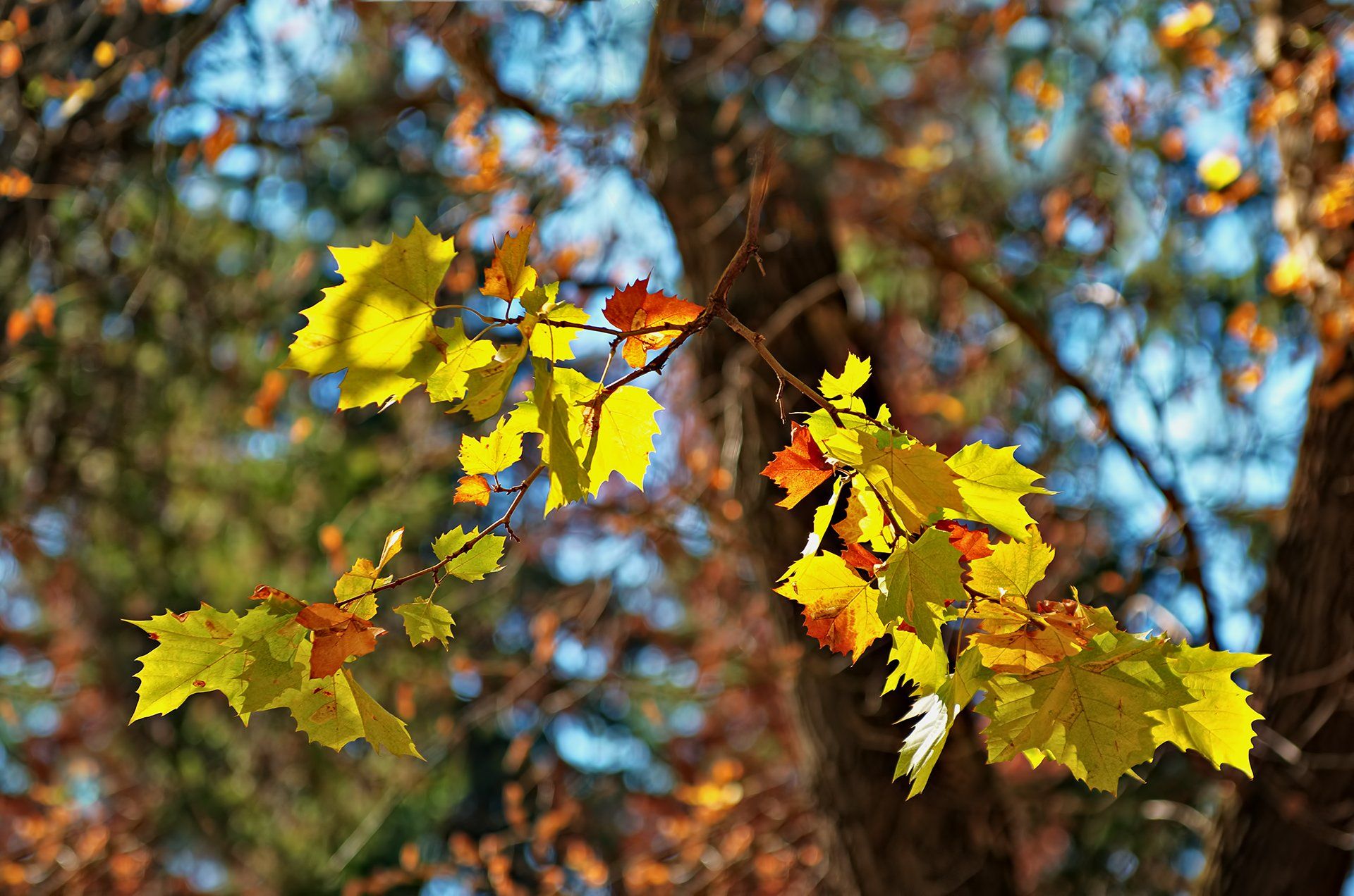 autumn, bokeh, color, colors, color image, leaf, leaves, impression, nature, photography,, Dr Didi Baev