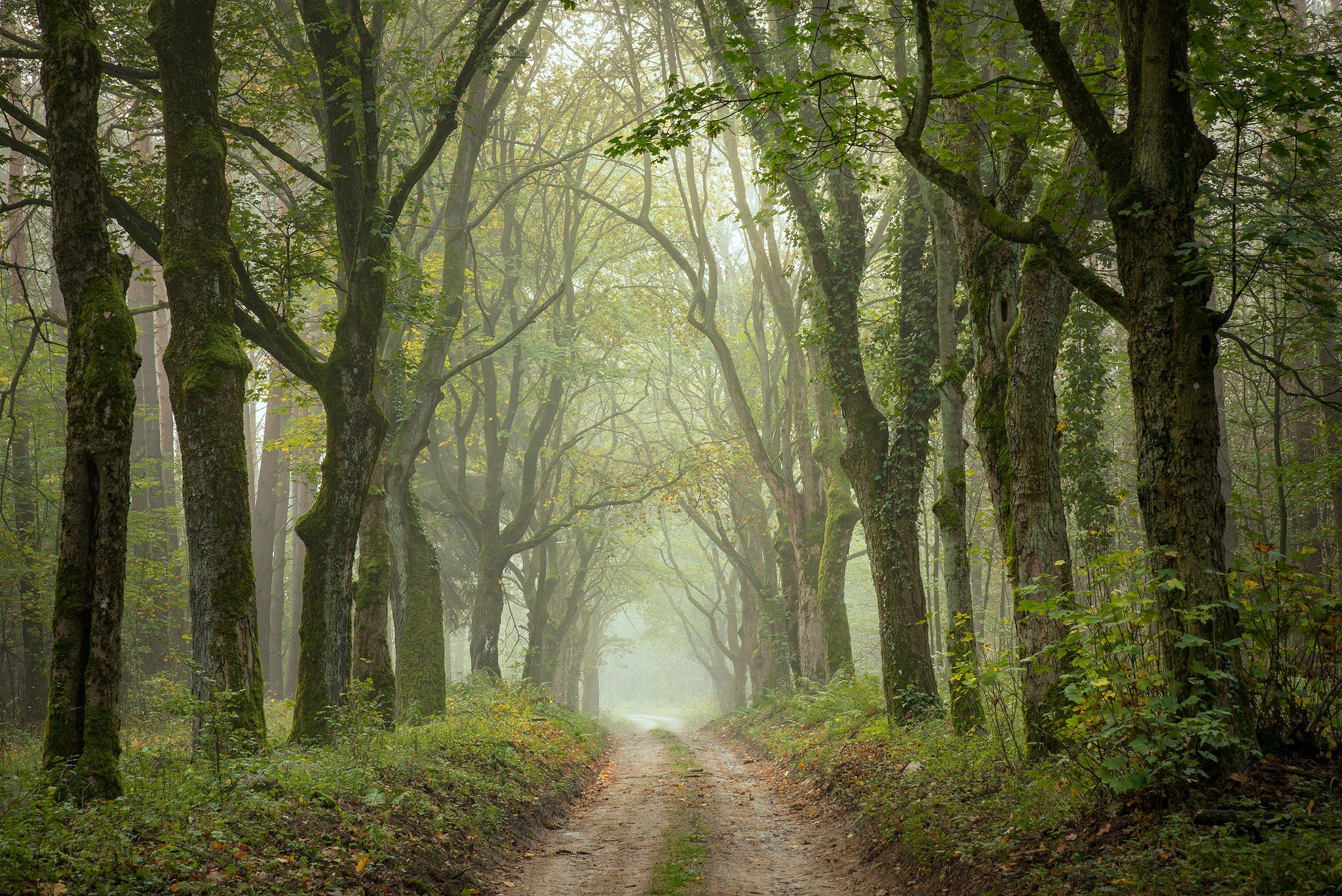 старая аллея в парке autumn fall tree trees road path magic mist forest green dranikowski park, Radoslaw Dranikowski