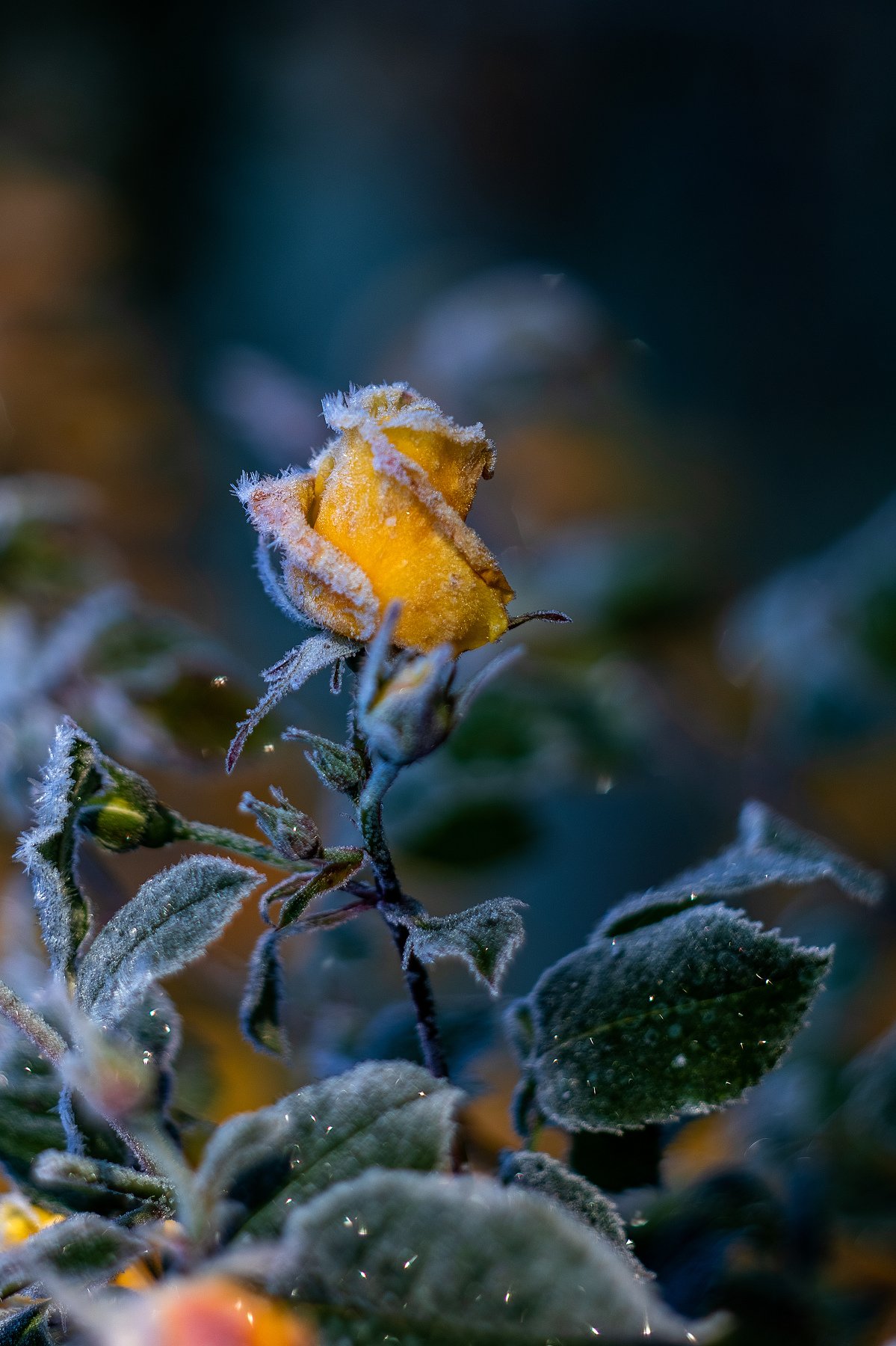 роза, осень, мороз, цветы, жёлтый, Александр Игнатьев