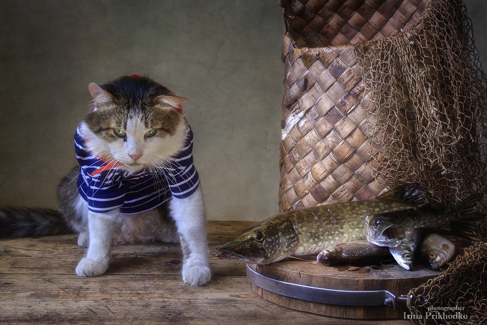 домашние животные, постановочное фото,кот Лёва, рыбный натюрморт, щуки, Ирина Приходько