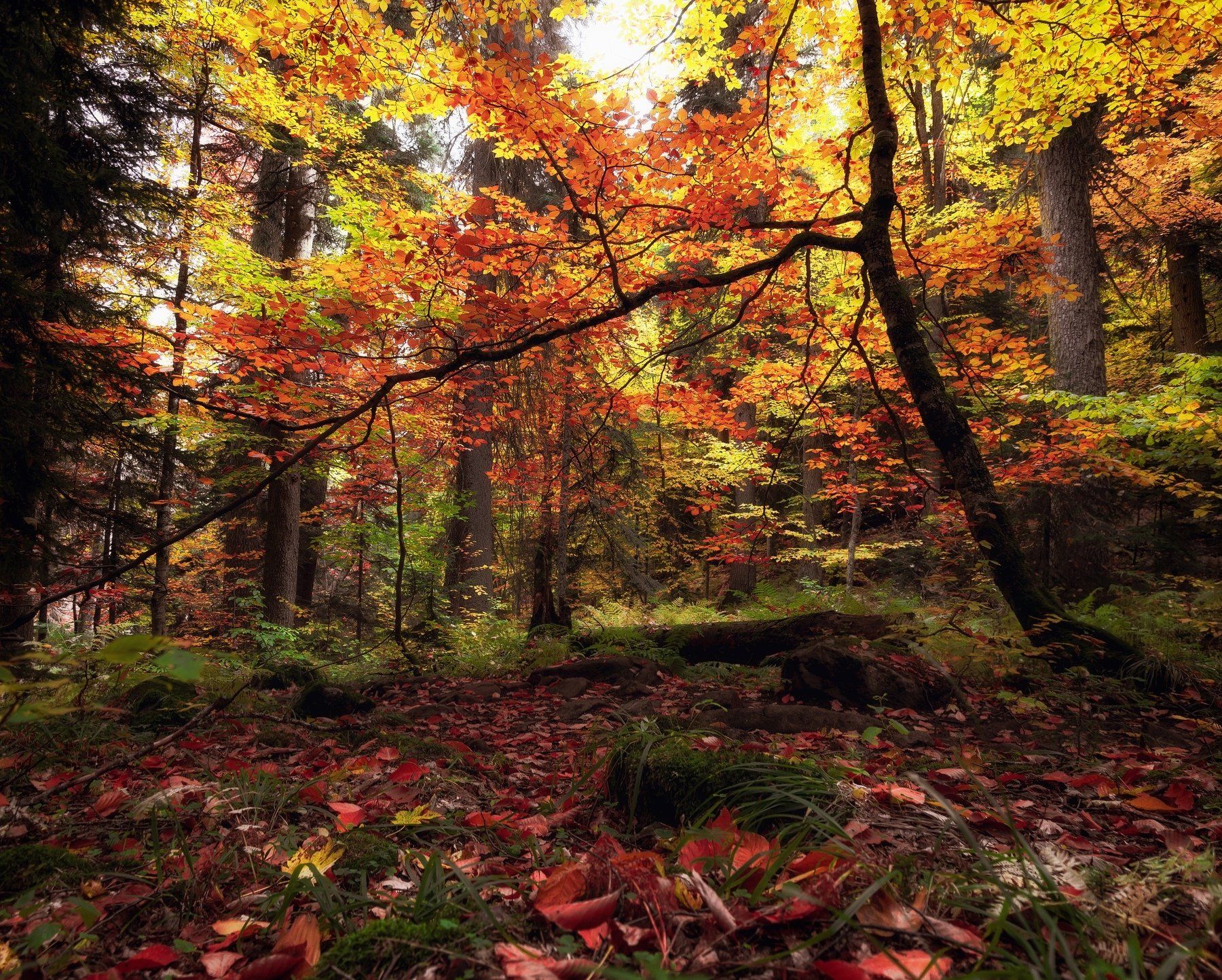 mountains nature autumn домбай горы осень пейзаж природа landscape листья желтый лес forest, Егор Бугримов