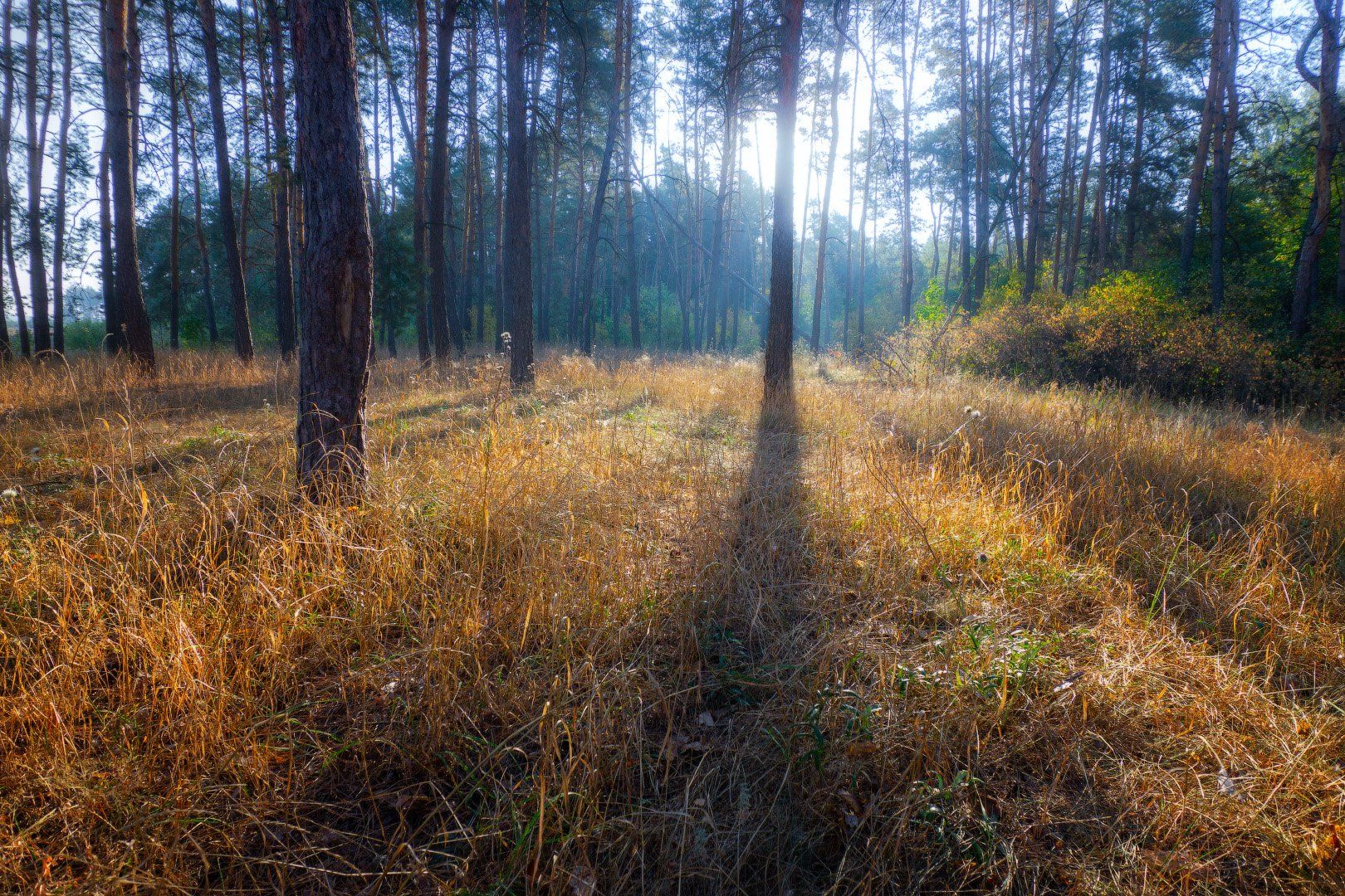 рассвет, лес, утро, бор, dawn, forest, morning, Виктор Тулбанов