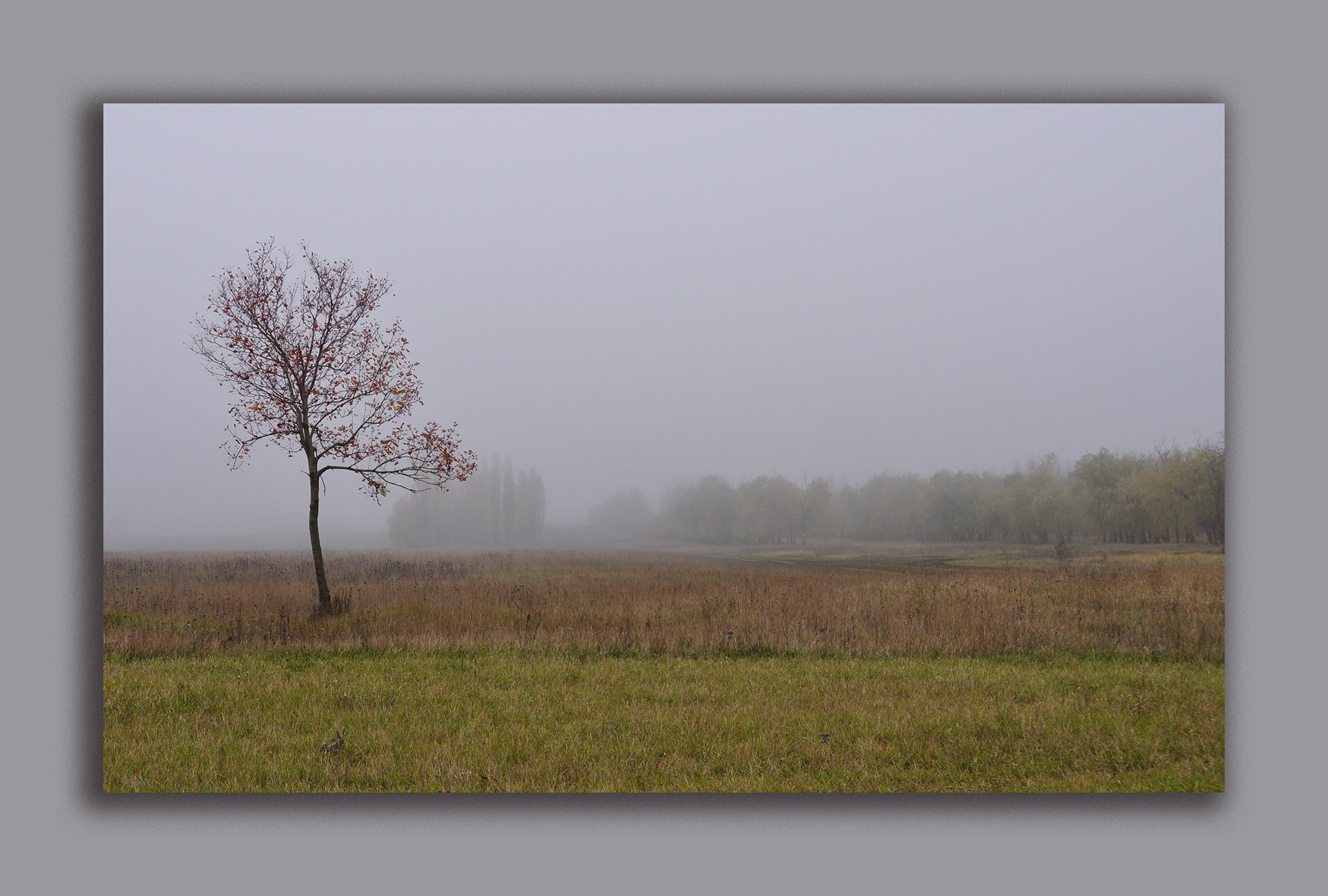 осень, дерево, туман, Рудая Галина