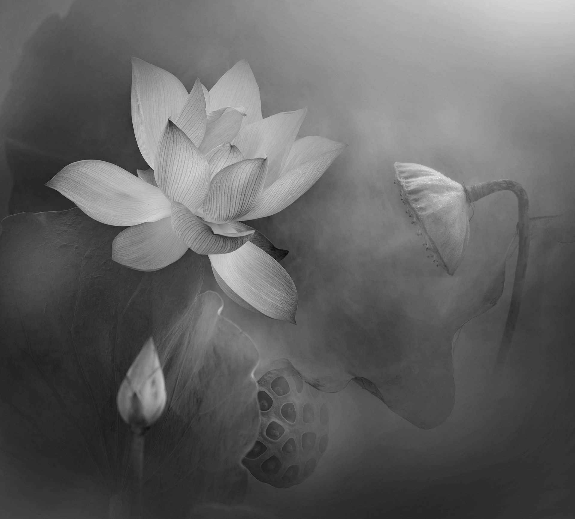 lotus, BW, Le Nhat Quang
