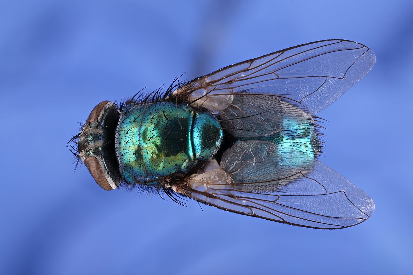 муха насекомое макро, Борис Фотомания