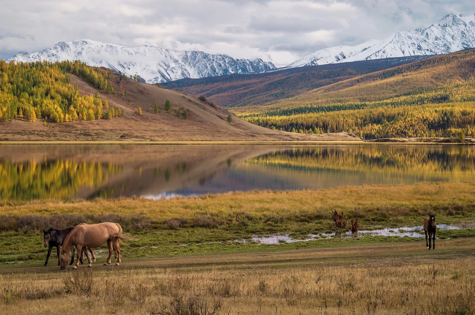 природа  алтай  горы пейзаж путешествие осень тени северо-чуйский хребет отражение озеро лошади, Людмила