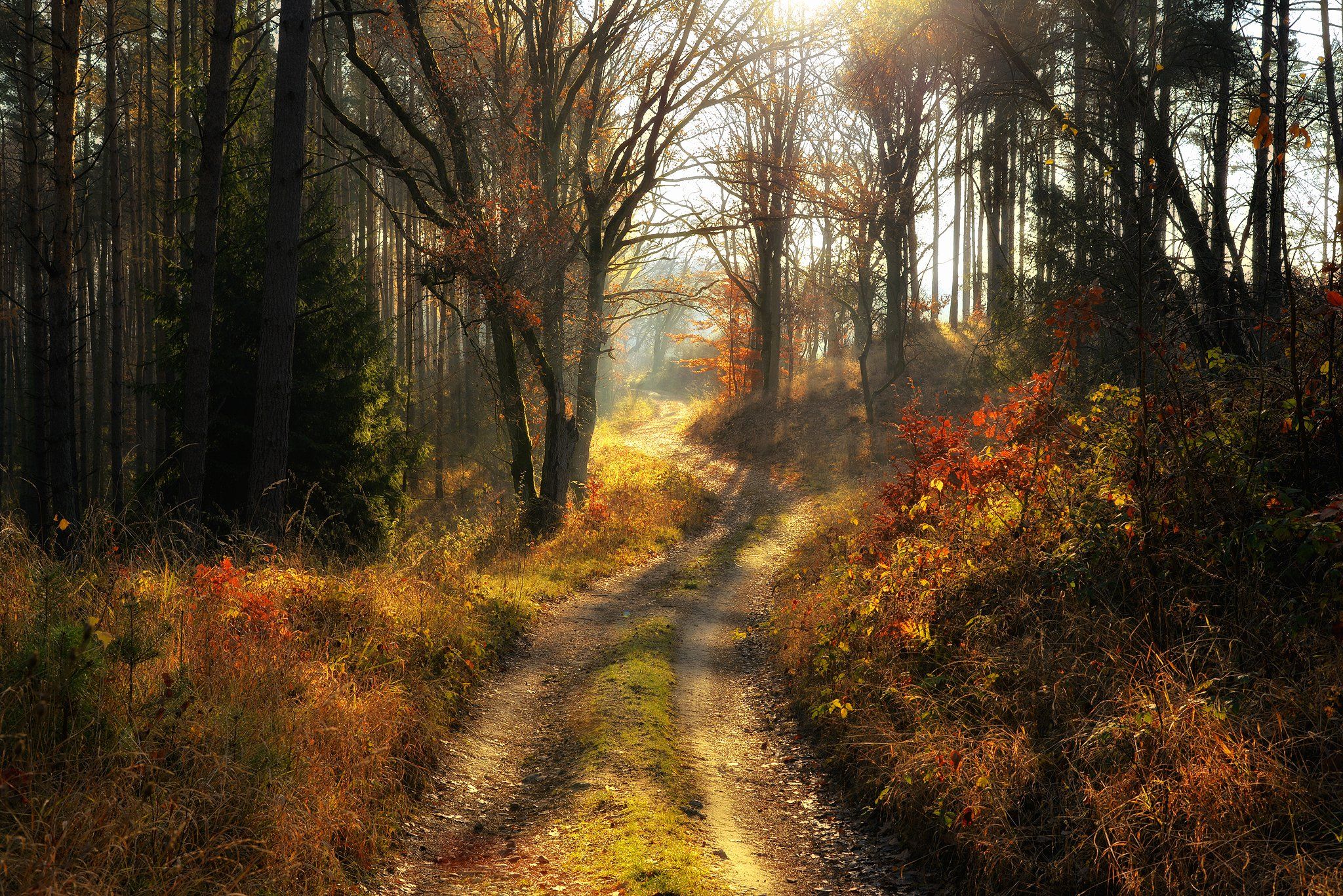 золотая осень gold autumn forest road trees magic mist dranikowski path forest woods morning fall, Radoslaw Dranikowski