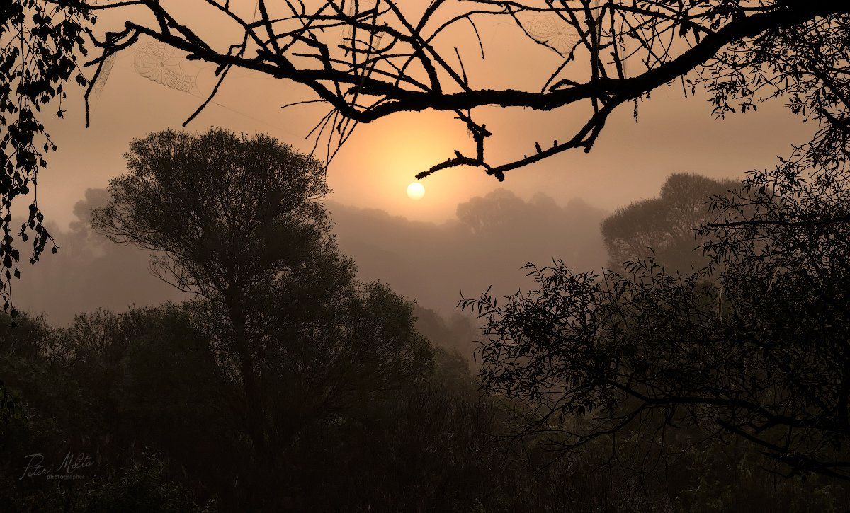 утро туман солнце ветка паутина куст дерево даль рамка, Peter Milto
