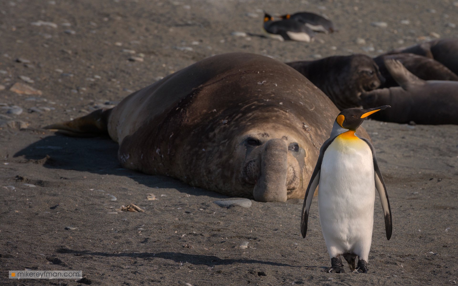 elephant seals, falkland islands,islas malvinas, antarctic, Майк Рейфман