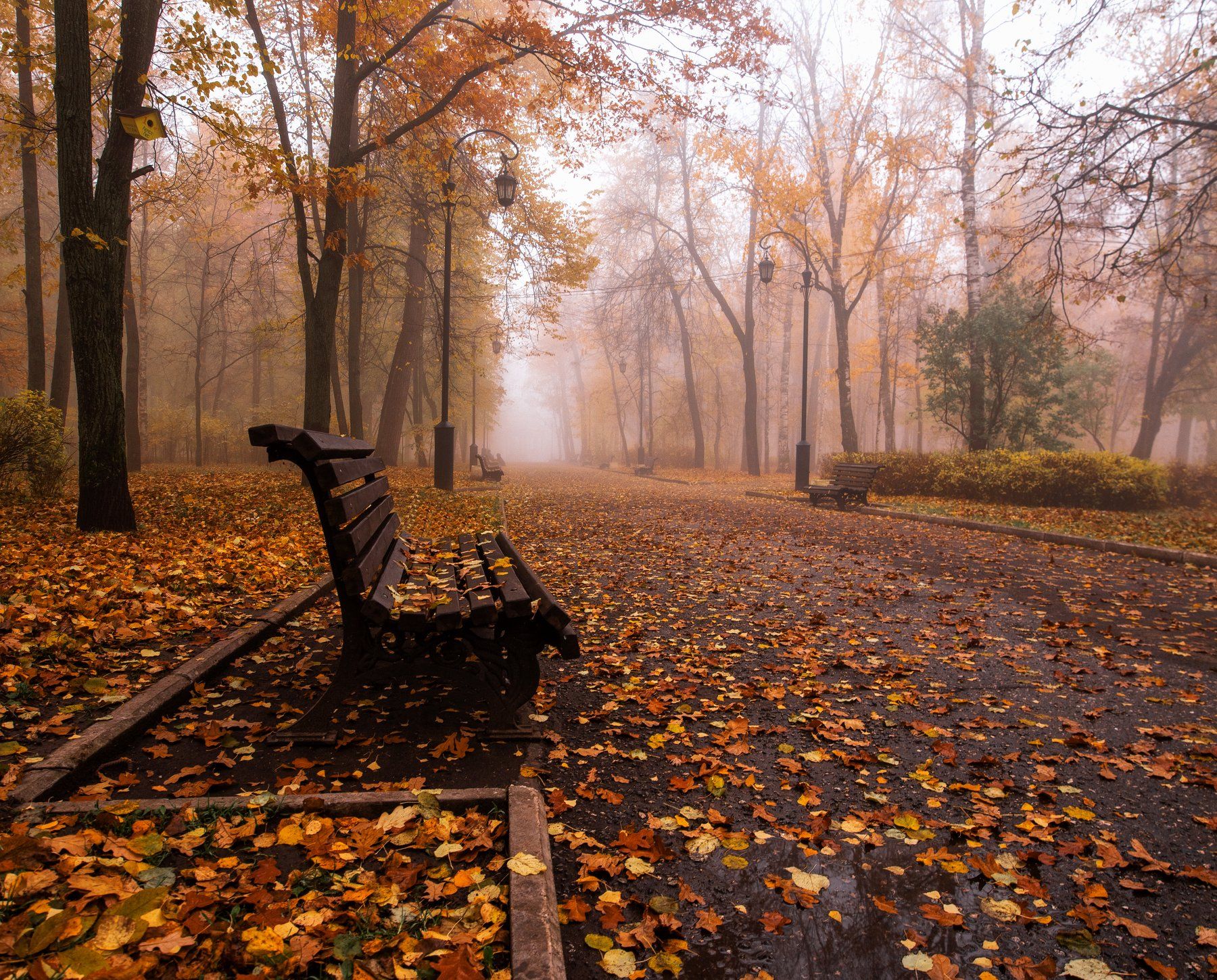 осень, листья, парк, Карепанов Евгений