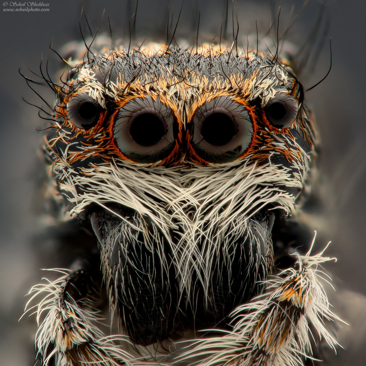 macro macrophotography spider, Soheil Shahbazi