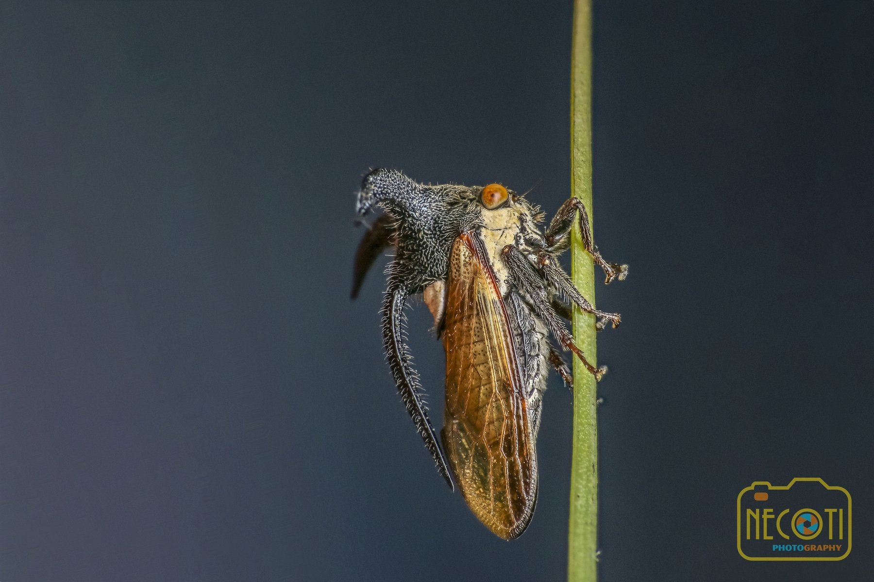 treehopper, insect, nature, natural, small, NeCoTi ChonTin