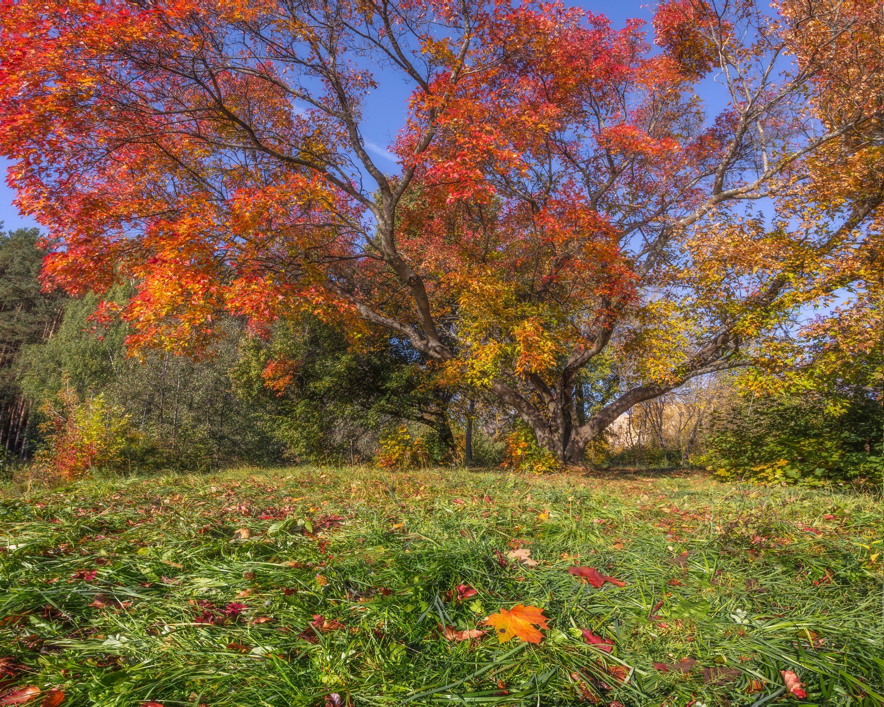 природа, пейзаж, осень, осенние краски, листья, Мартыненко Дмитрий