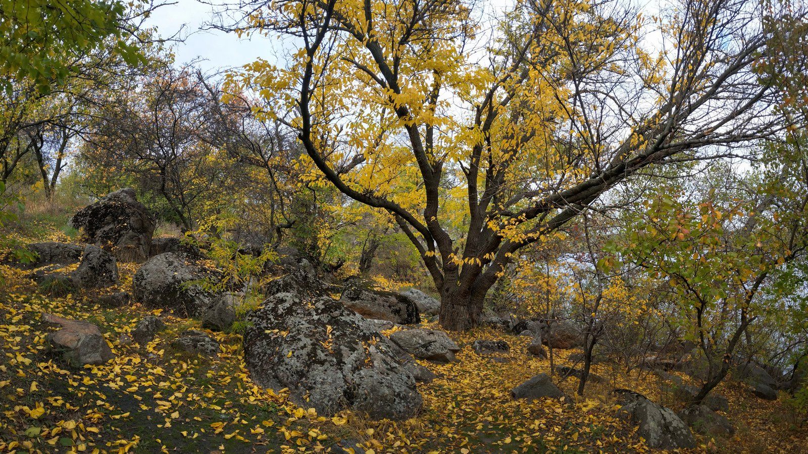 осень,дерево,листья,желтый,пейзаж,цвет,октябрь,природа, Сергей Богачёв