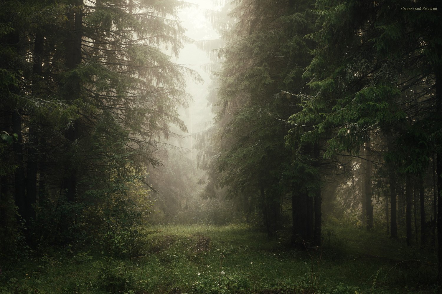 туман, утро, лес, ель, лето, Смольский Евгений
