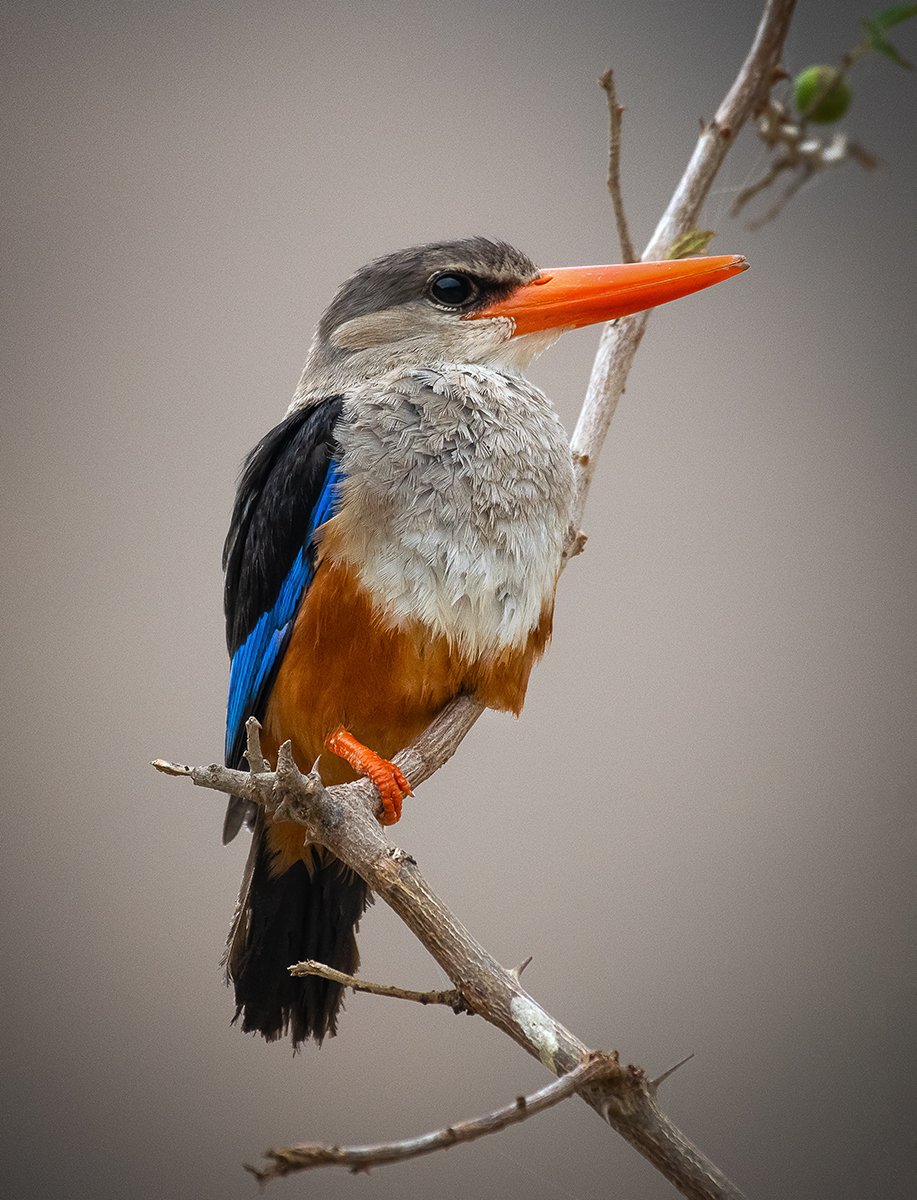 Grey-headed kingfisher bards, Khalid Al-Wadhaihi