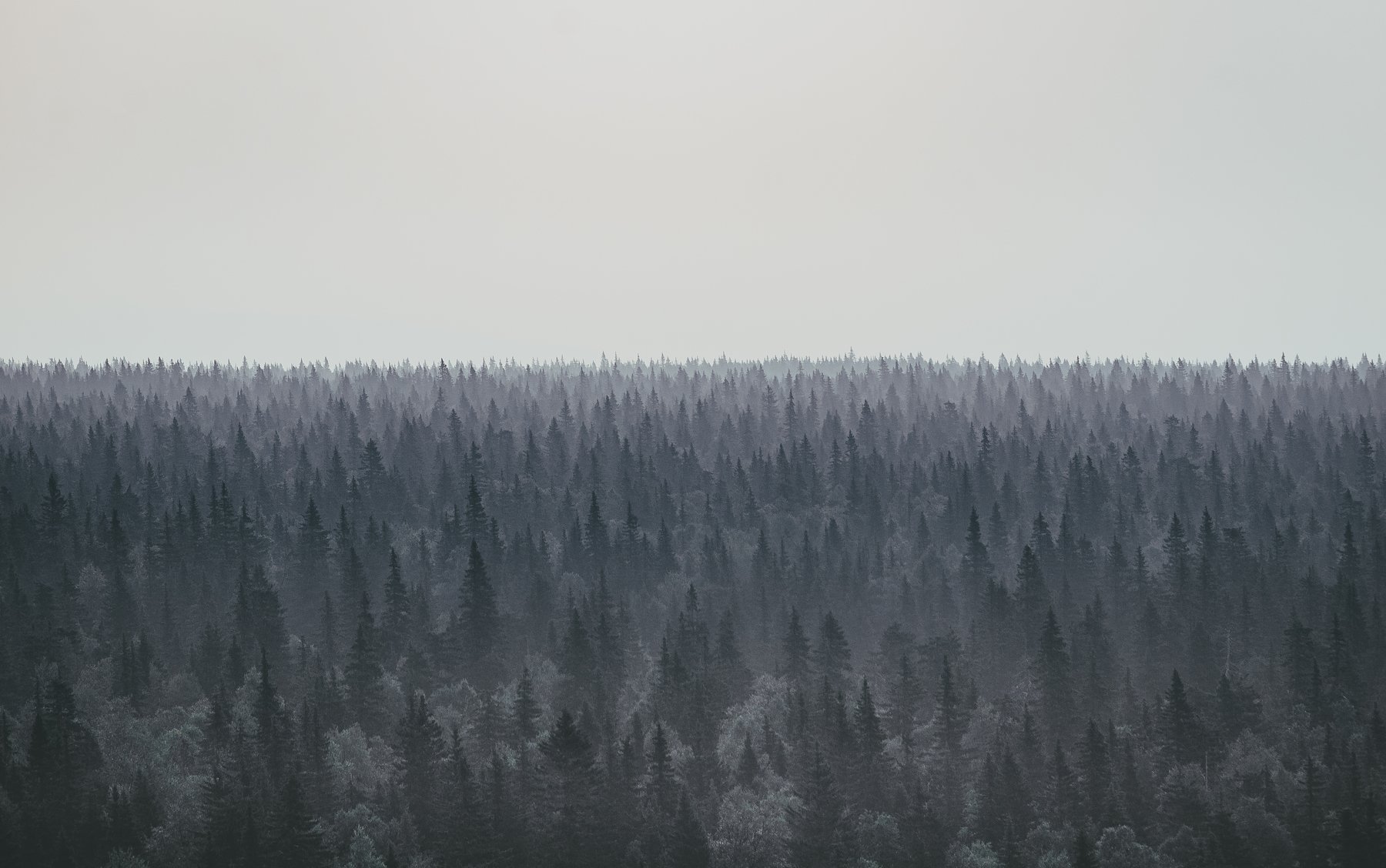 forest, landscape, pattern, wood, nature, minimalism, Даниил Силантьев