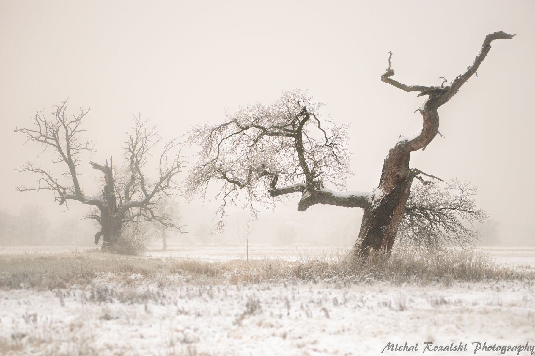 trees, , winter, , snow, ,misty, ,fog, ,sepia, ,, Michal Rozalski