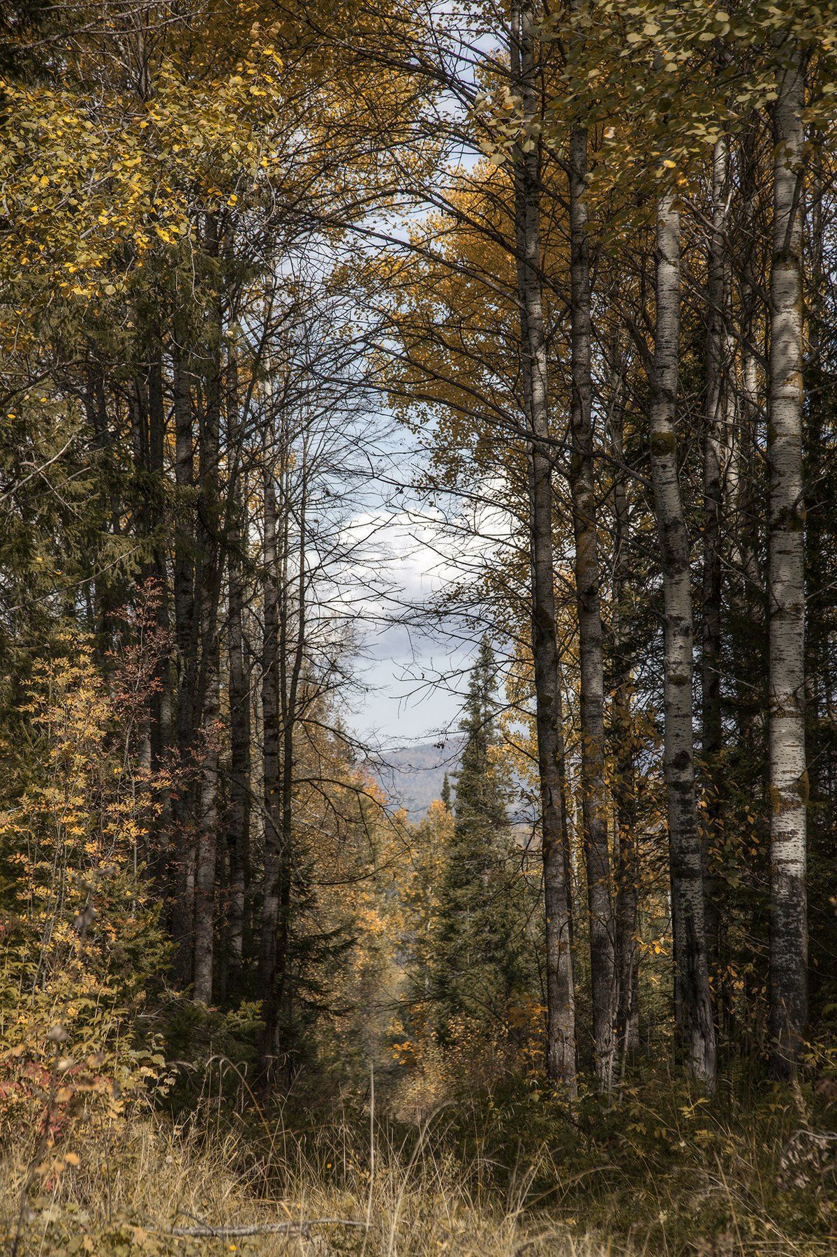 лес,сосны,горы,осень,пейзаж, Тамара Андреева