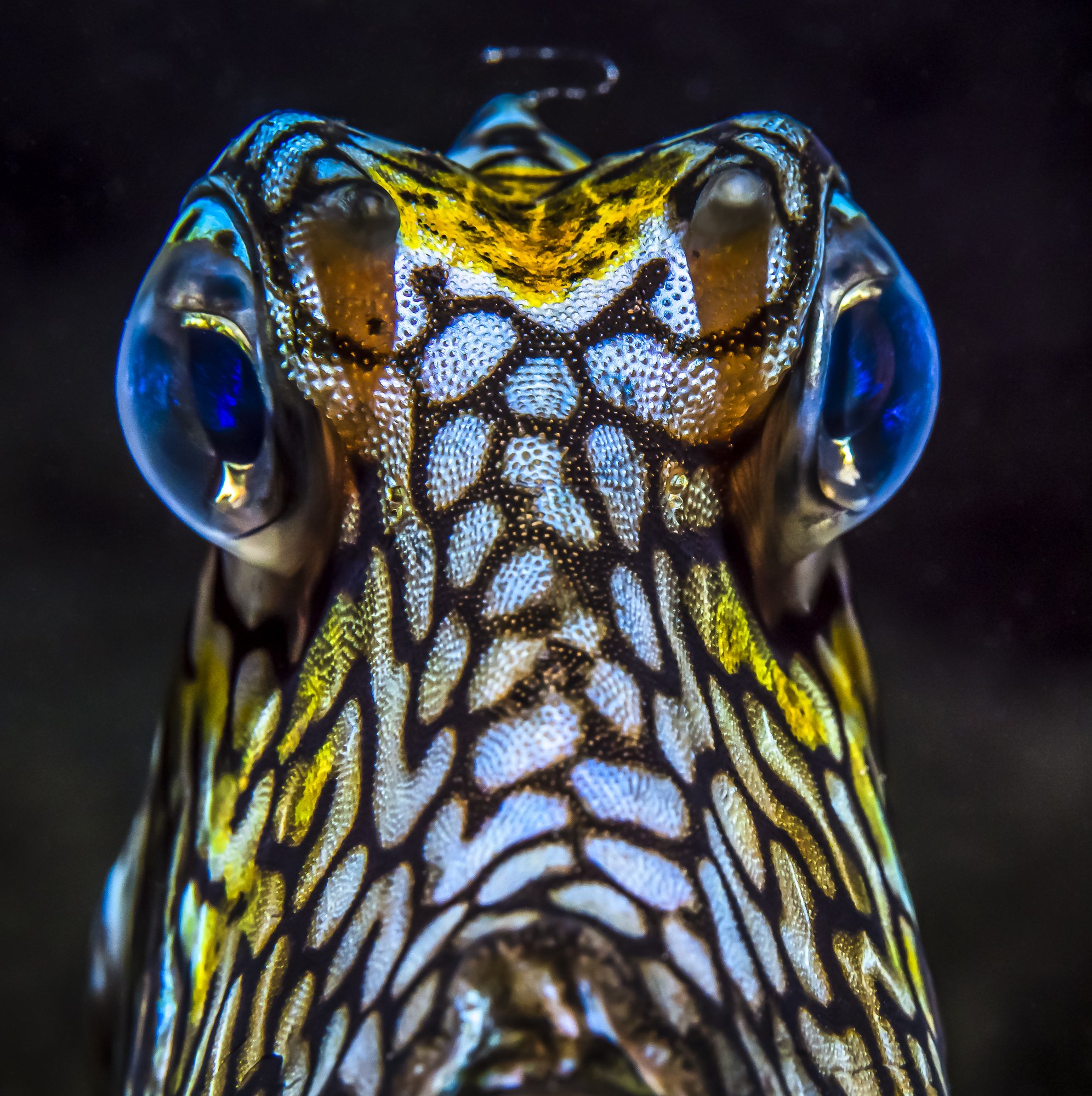 cowfish, , Андрей Савин