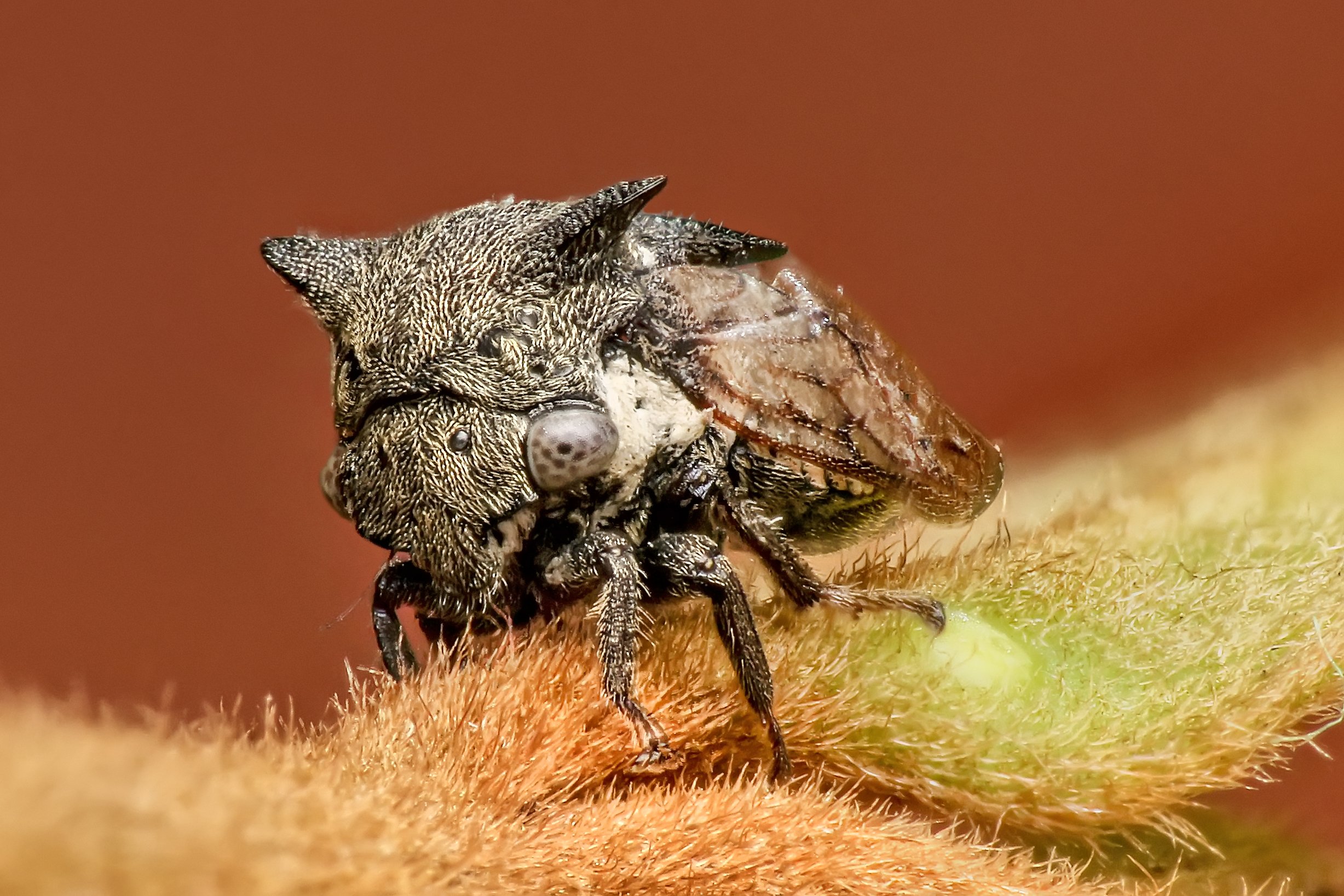 macro, close up, nature, natural, insect, small, stock, beauty, beautiful, treehopper, fly, NeCoTi ChonTin