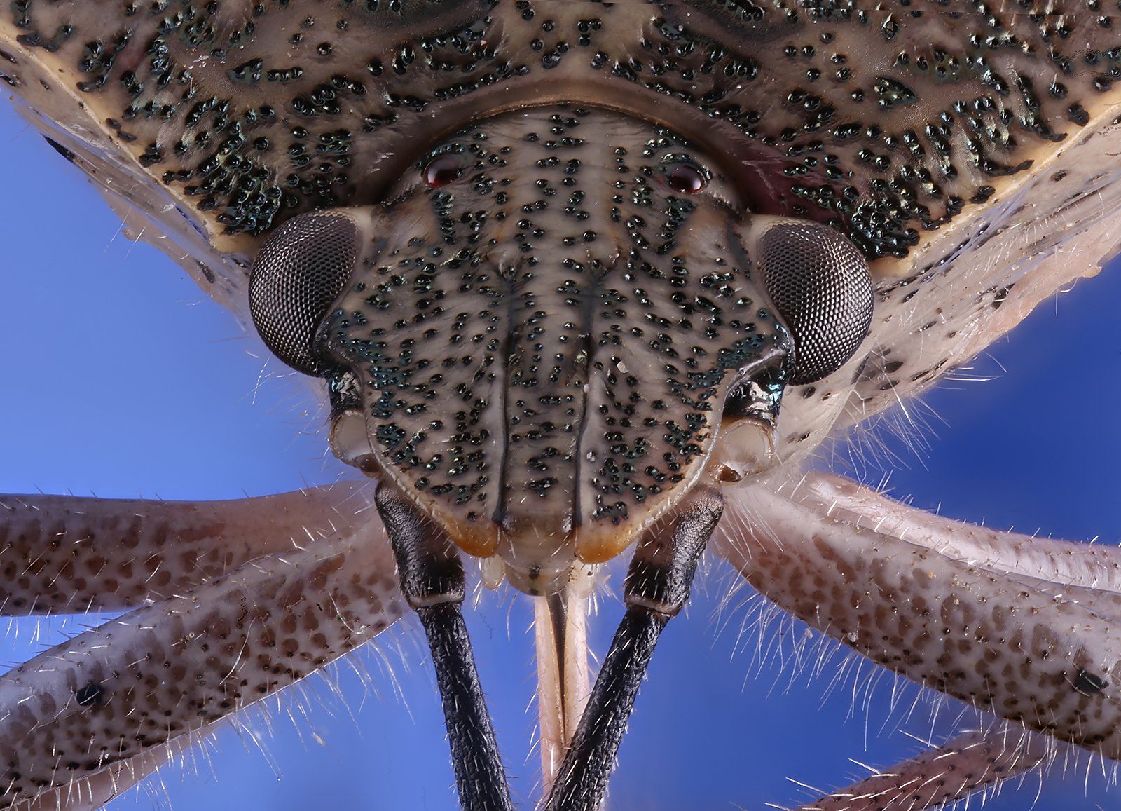 жук насекомое макро, Борис Фотомания