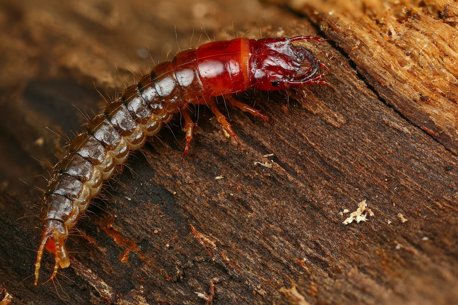 жук макро природа личинка цвет коричневый, Андрей Шаповалов