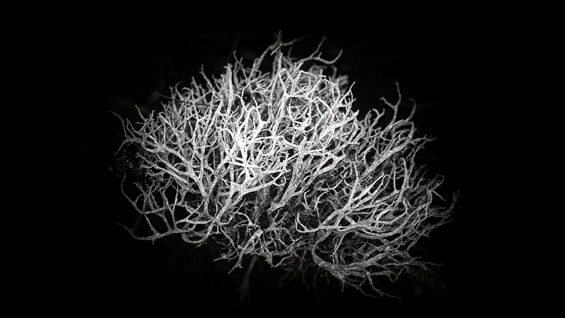 root, abstract, blackandwhite, nature, Yvon Jolivet