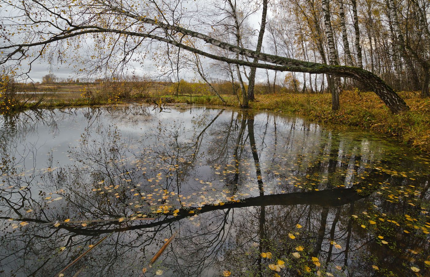 осень, берёзы, болото, пейзаж, архангельское, Михаил Агеев