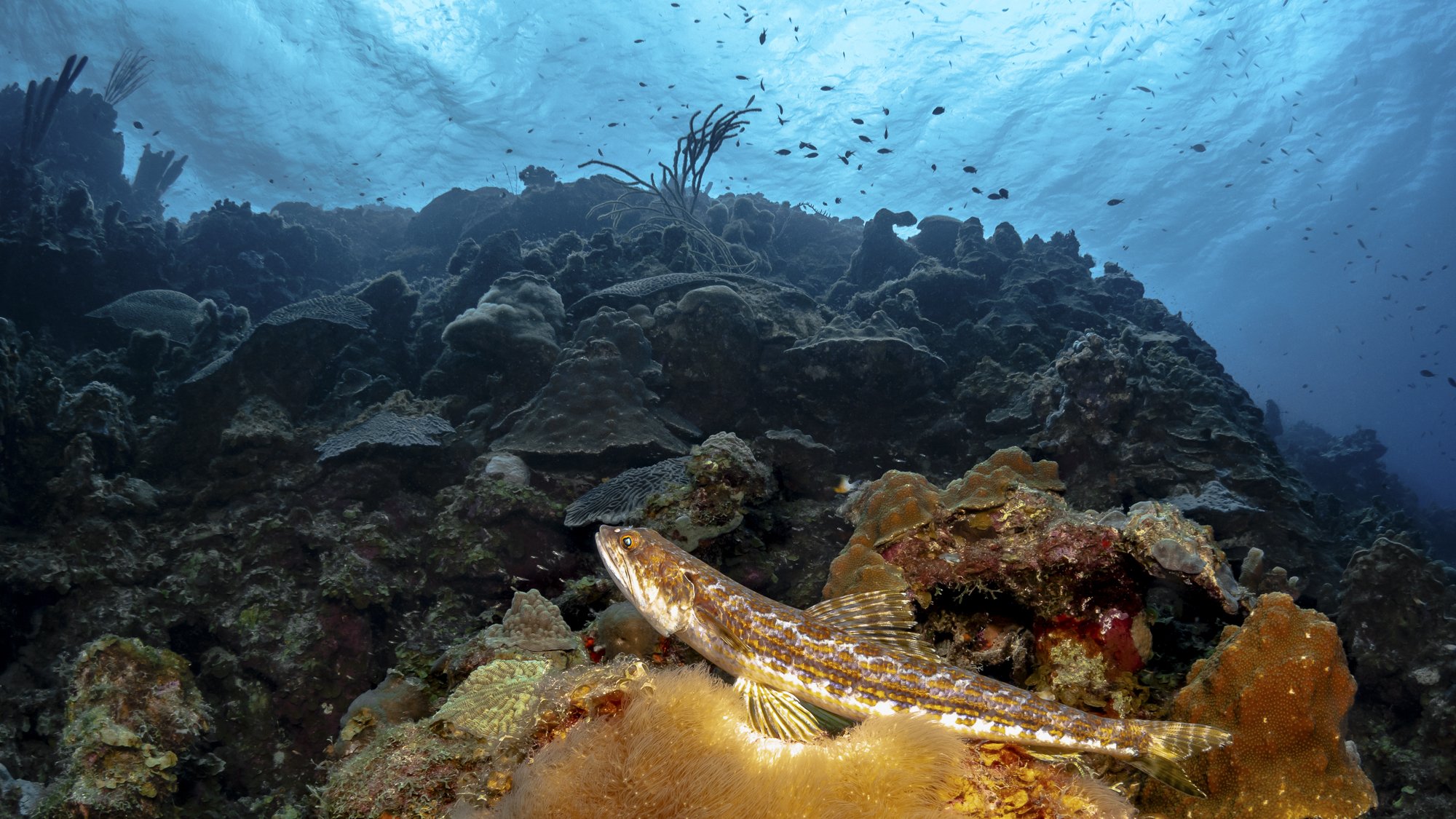 lizardfish, bonaire, Андрей Савин