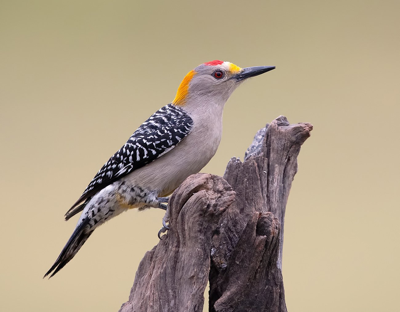 golden fronted woodpecker, золотолобый меланерпес, дятел, woodpecker, tx, texas, Elizabeth Etkind