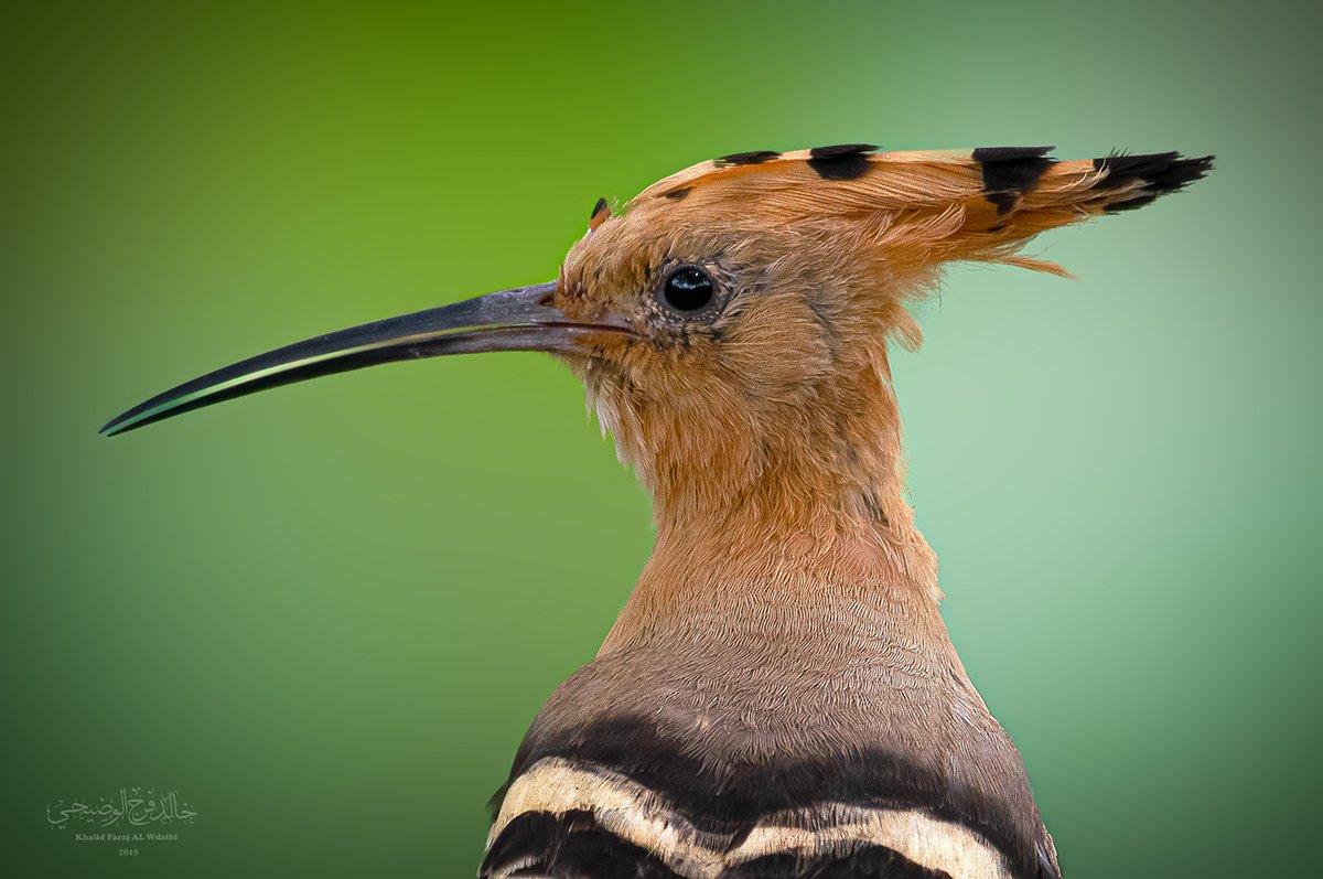 Eurasian hoopoe bard bards, Khalid Al-Wadhaihi