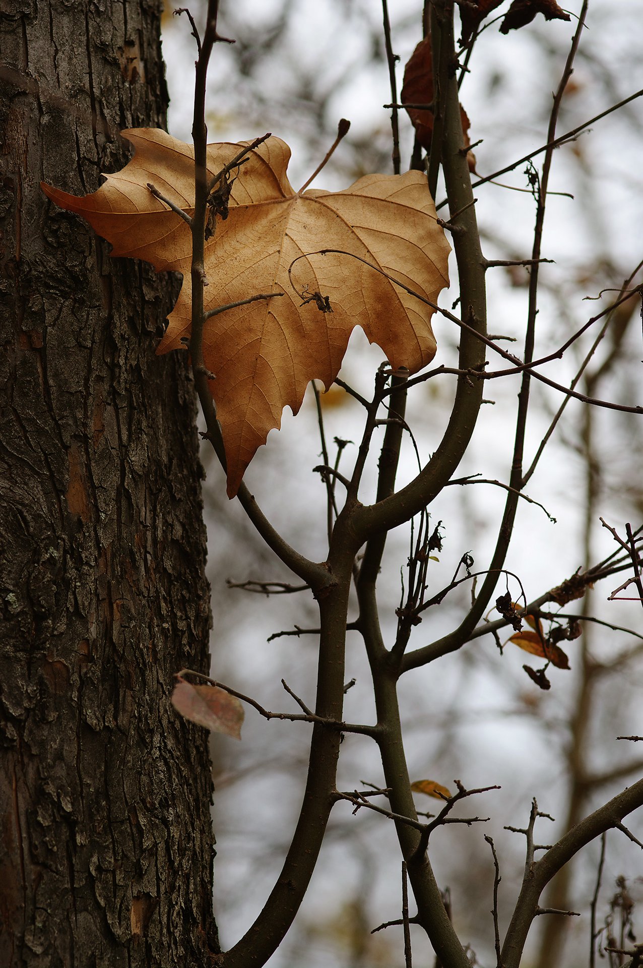 autumn, color, colors, color image, leaf, leaves, impression, nature, photography,, Dr Didi Baev