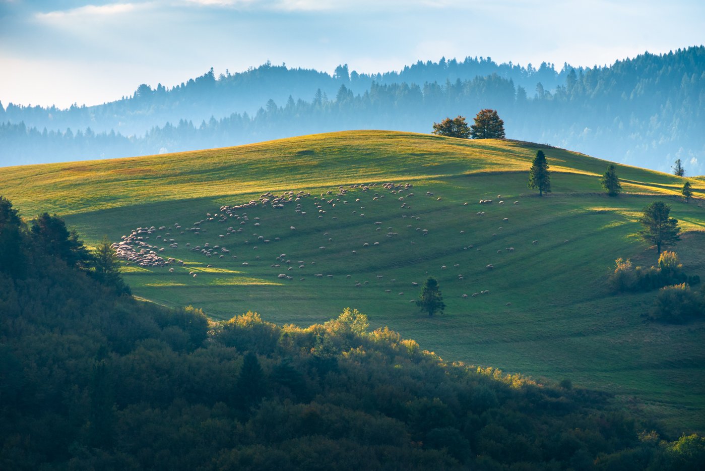 sheep, landscape, poland, pieniny, pastwisko, małopolska, łąki, hale, zieleń, Bogdan Bafia