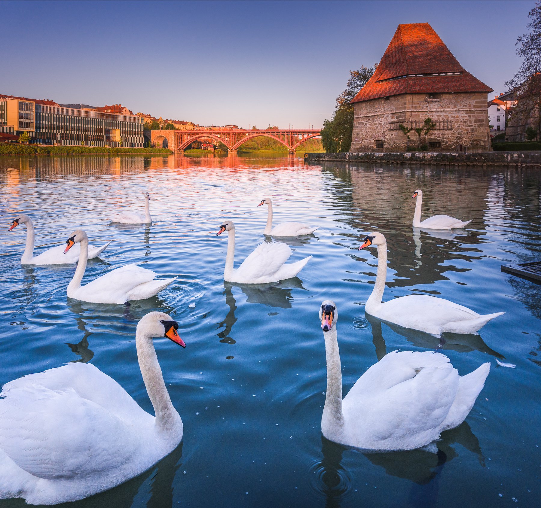 swan, slovenia, travel, sunrise, old_town, adventure, friends, Mая Врънгова