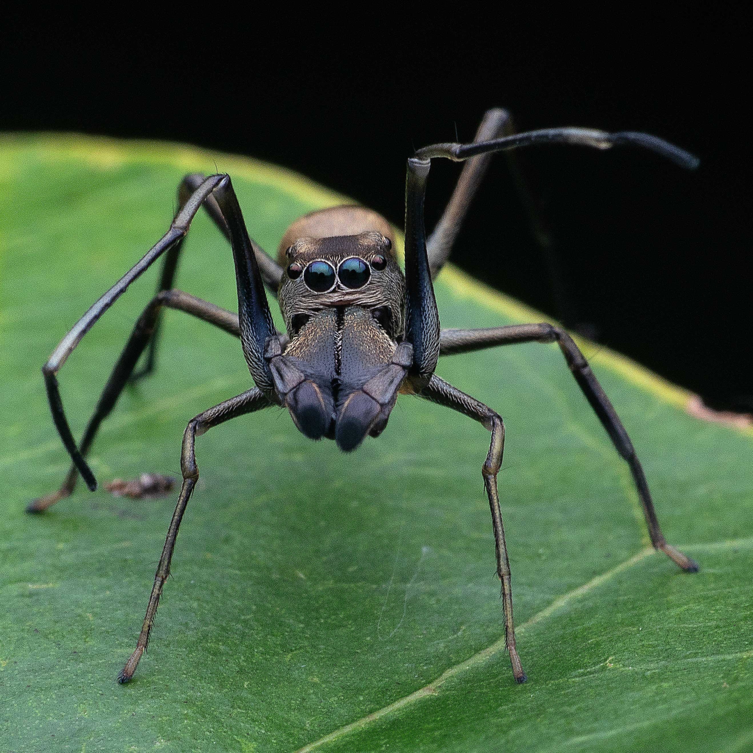 macro photography, Soujanya Bhadra