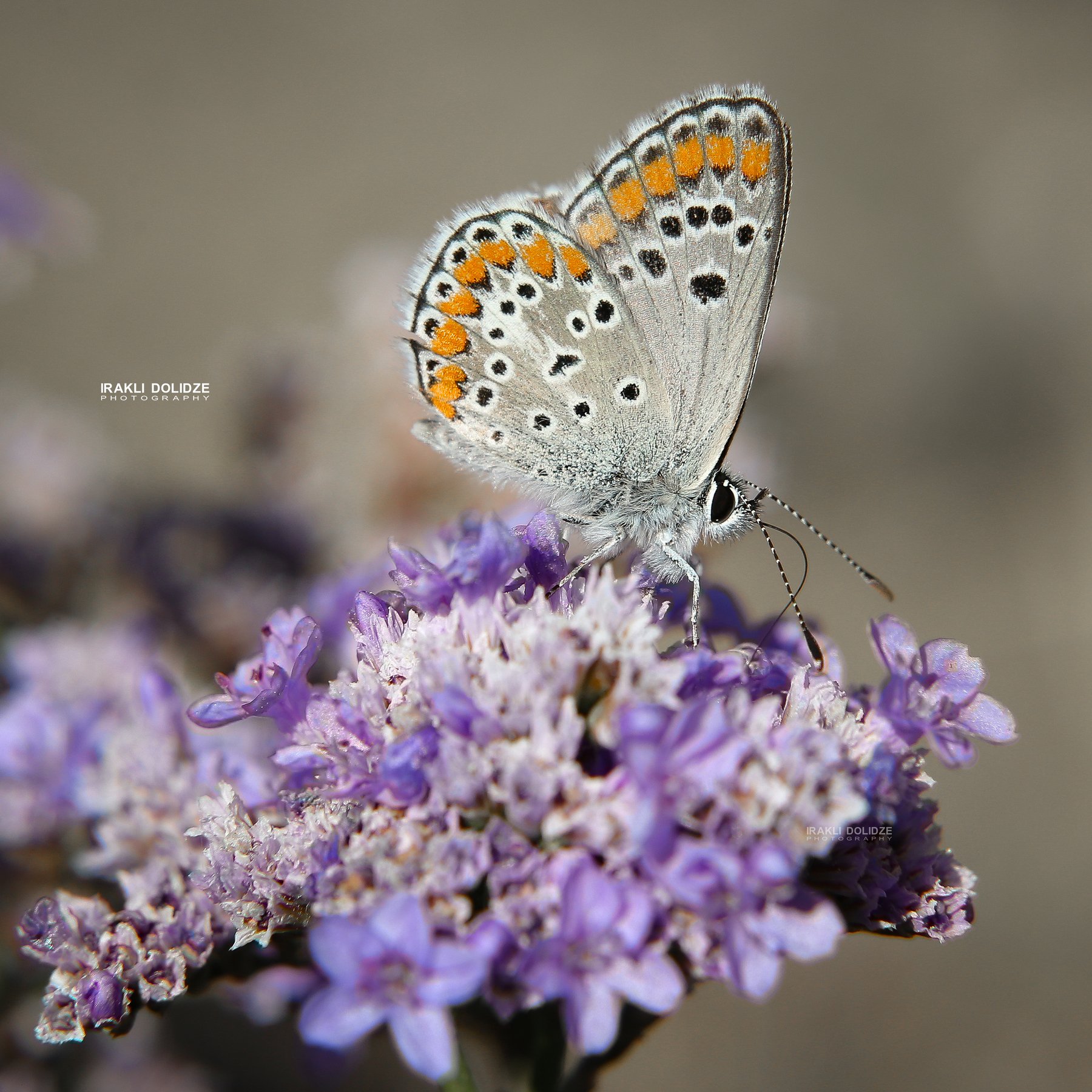butterfly, macro, close-up, flower, macro world, photography, canon, 6d, love, nature, ირაკლი დოლიძე