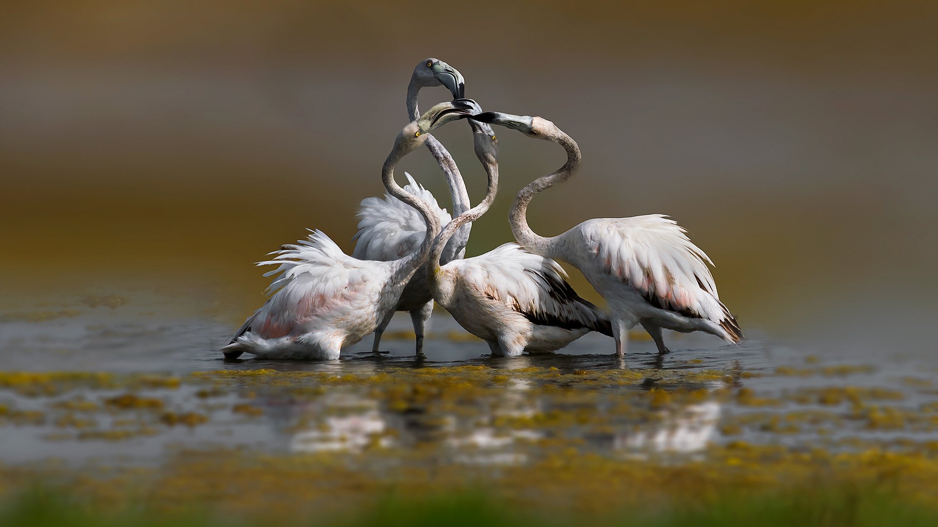 greater, flamingo, bard,, Khalid Al-Wadhaihi