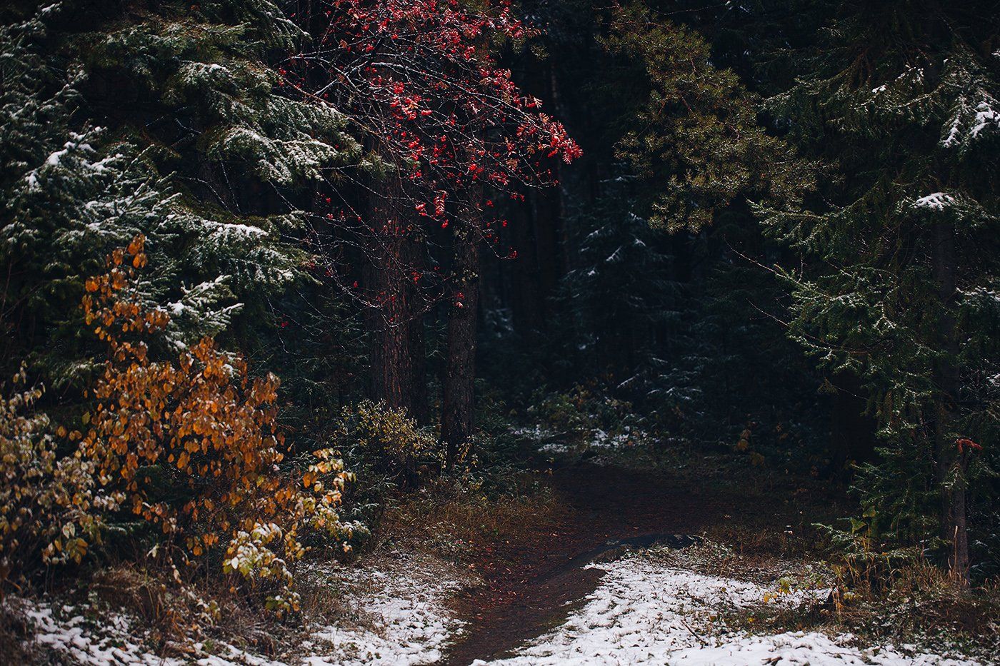 природа, осень, урал, лес, снег, Евгений Толкачёв