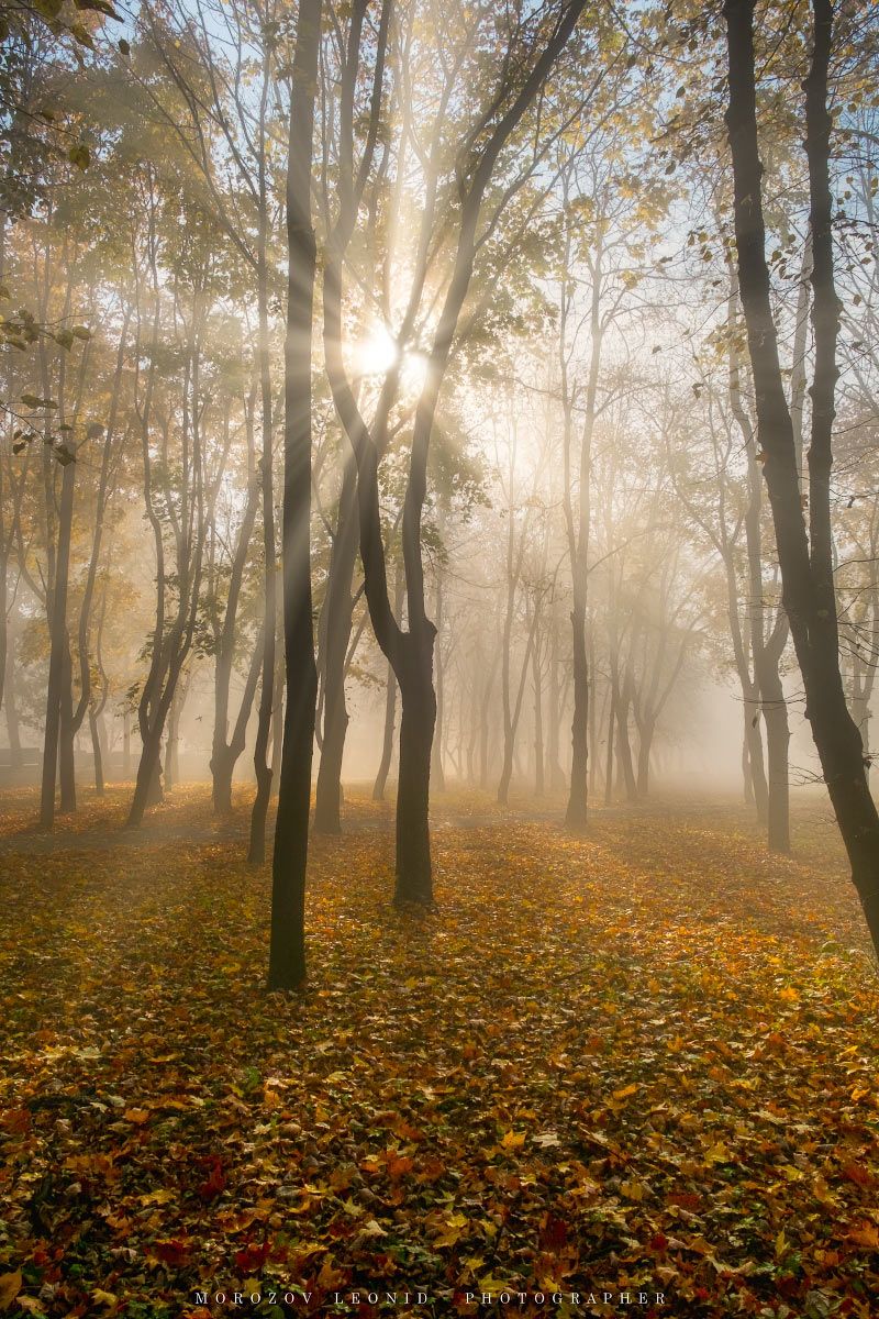 #nature, #туман, #лес, #oсень, #украина, #карпаты, #пейзаж, #закат, #туман, #солнце, #свет, #mountain range, #mountains, #туризм, #лес, #nature, #природа,, Леонид Морозов
