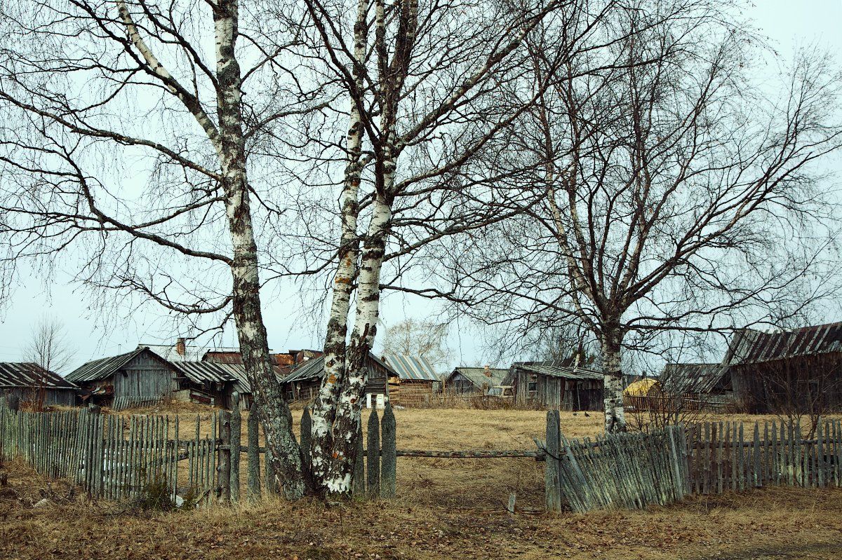 деревня, весна, береза, Андрей Ларионов