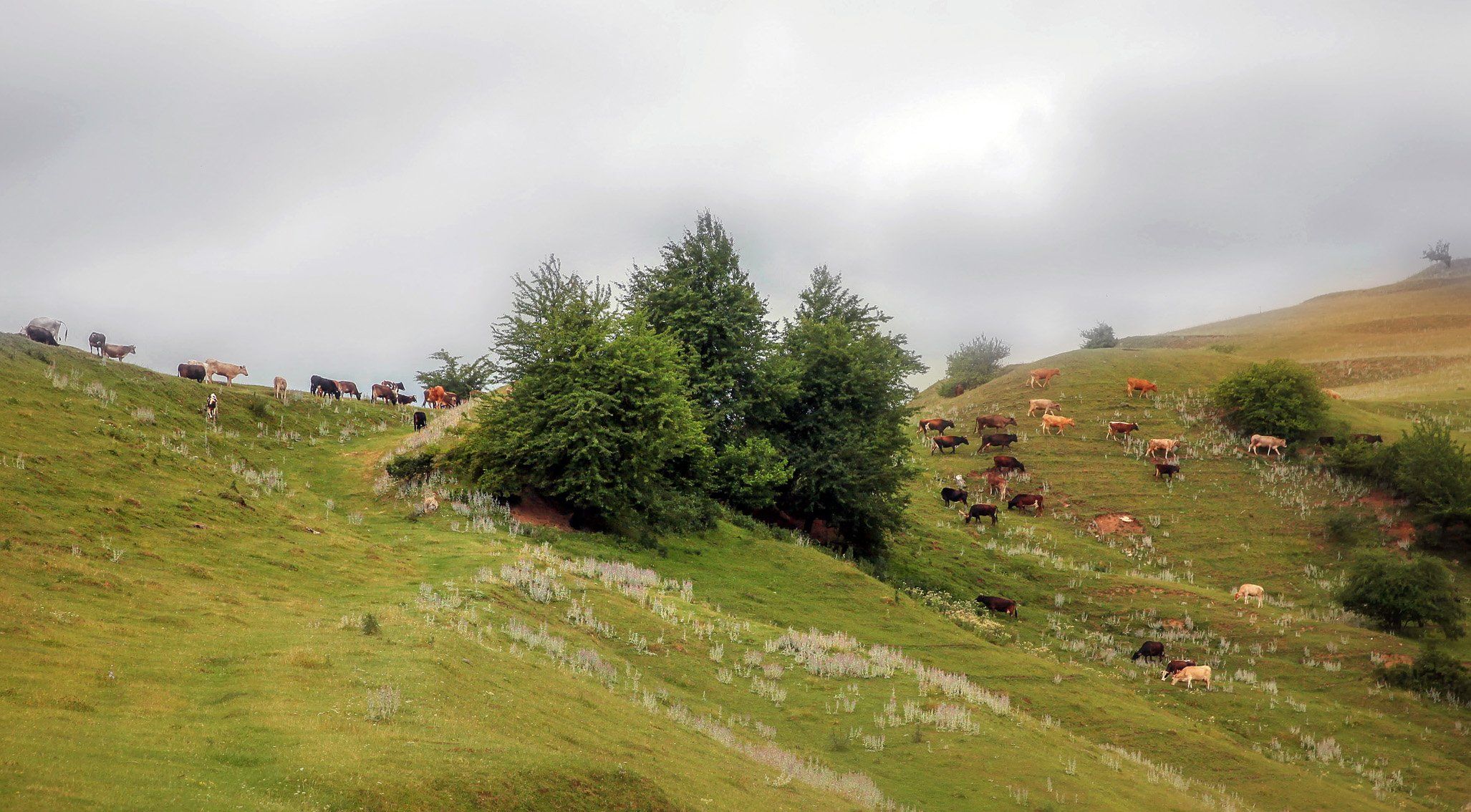 горы,коровы,вершины,пейзаж,небо,деревья,дагестан,природа, Marat Magov