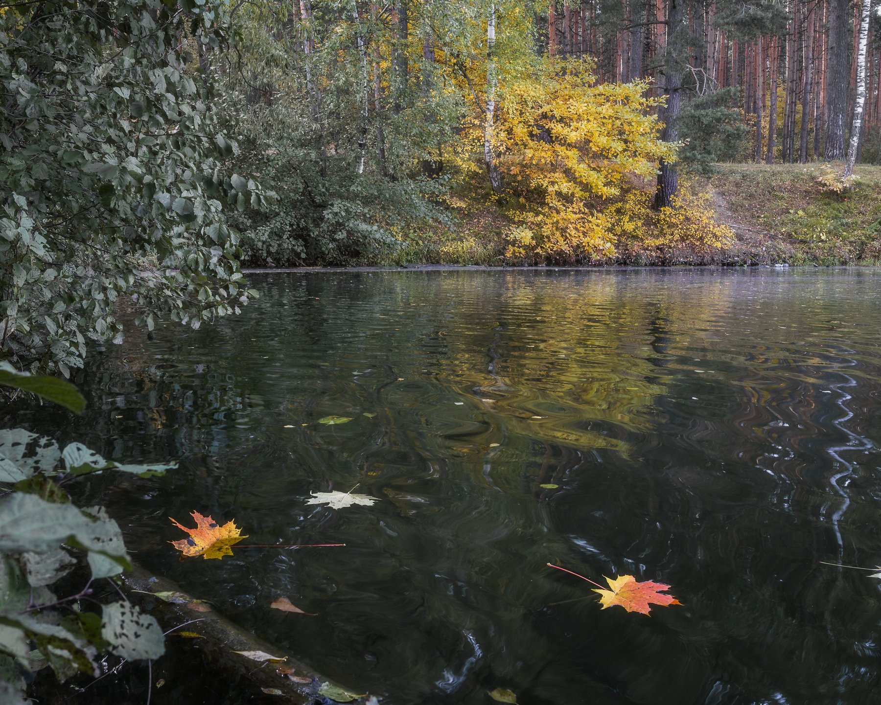 природа, пейзаж, осень, озеро, листья, Мартыненко Дмитрий