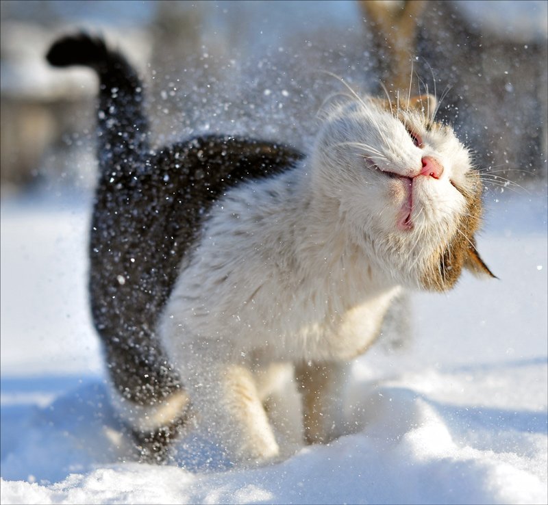 кот, кошки, зима, кошка6 животные, Сотсков Николай
