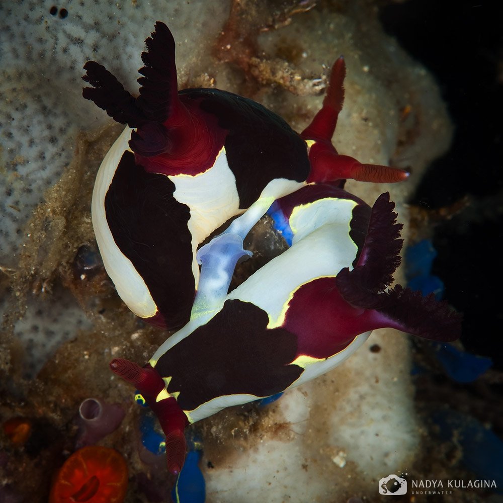 nudibranch, underwater, macro, Nadya Kulagina