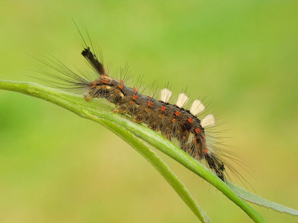 macro, insects,, Pawel Bieniewski