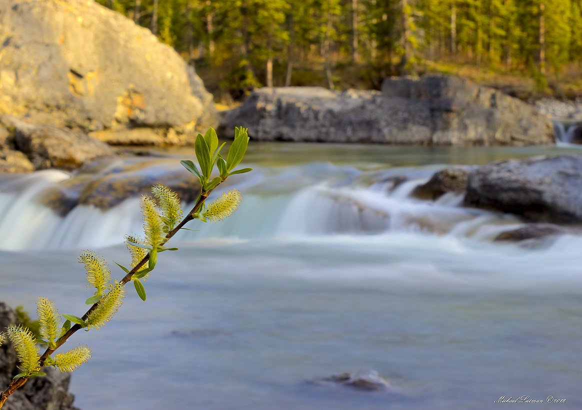 may, spring, flower, water, waterfall, evening, suset, light, Michael Latman