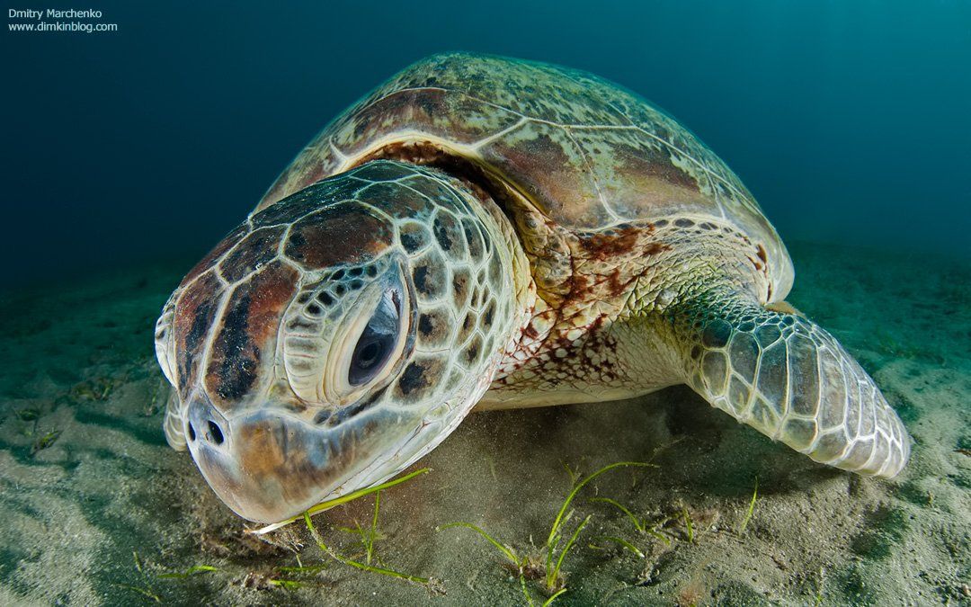 черепаха, зеленая черепаха, turtle, underwater, Дмитрий